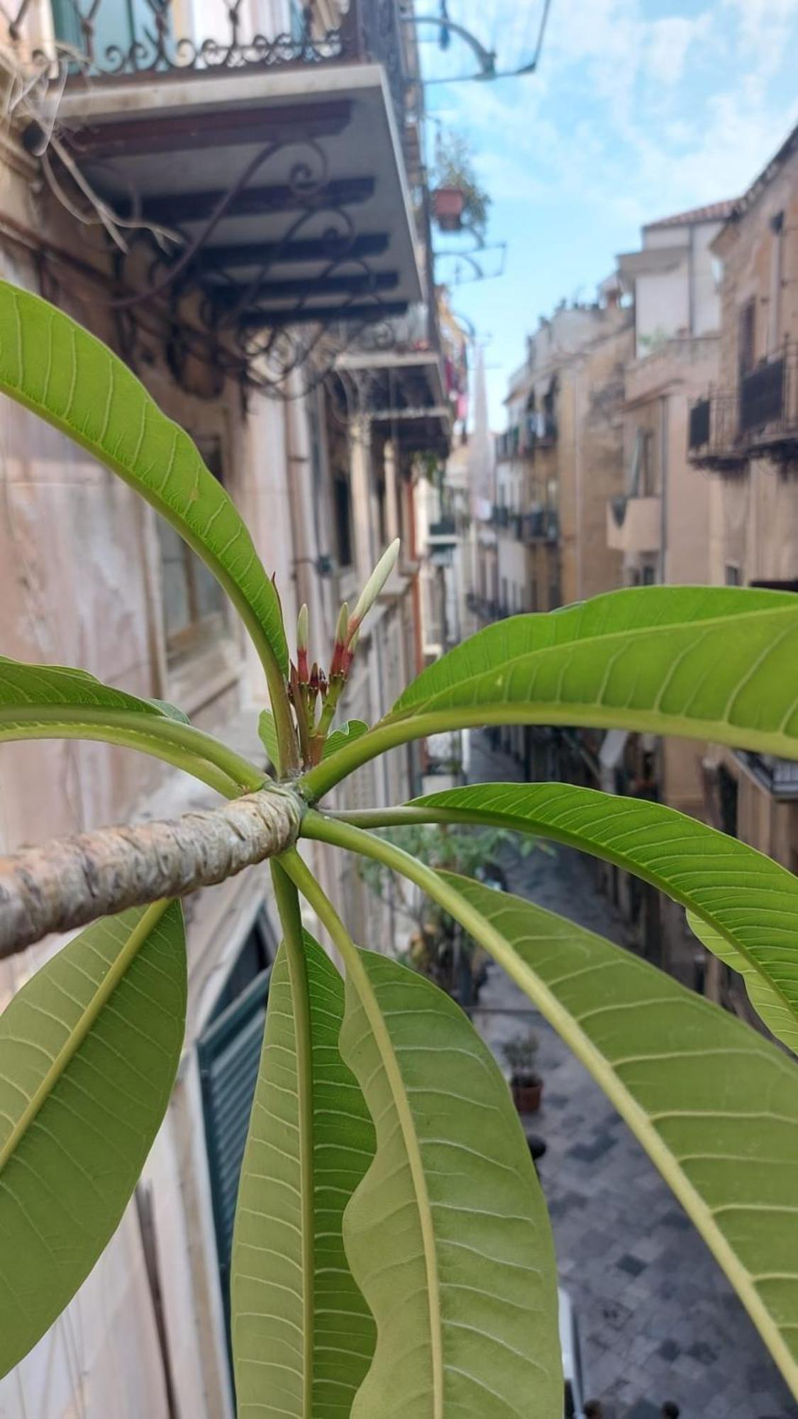 A Casa Di Elena Apartment Palermo Luaran gambar